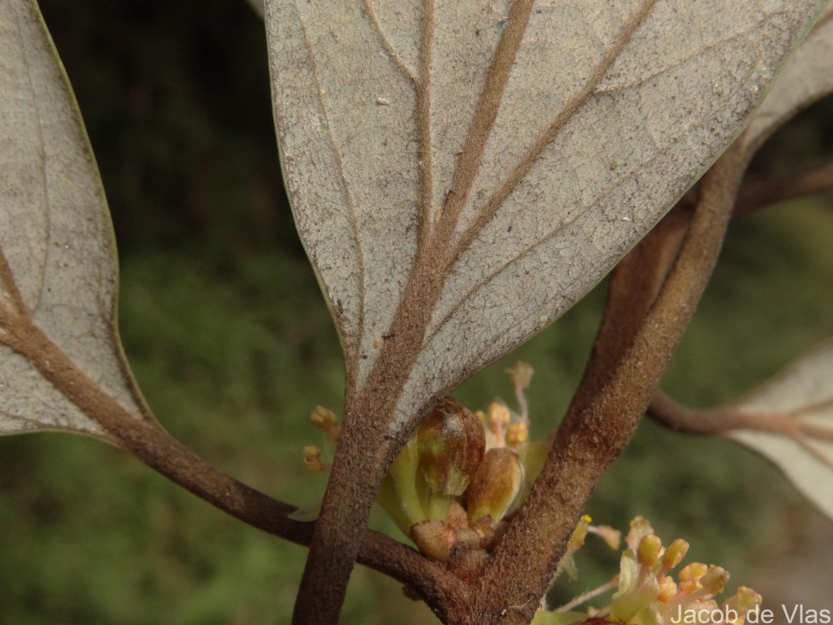 Neolitsea fuscata (Thwaites) Alston